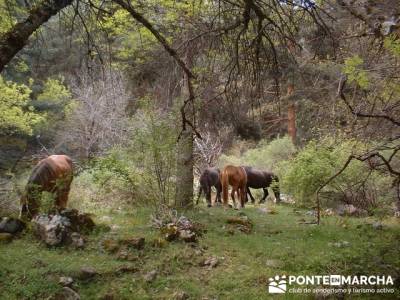 Cascadas del Purgatorio - Club de montaña en Madrid; rutas senderismo comunidad de madrid